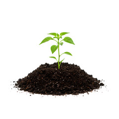Young green seedling growing from rich soil, isolated on white background, symbolizing growth, sustainability, and environmental responsibility.

