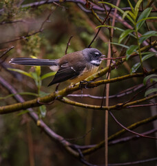 Fantail, also known as pīwakawaka in Māori, singing in the forest. Tongariro National Park. New Zealand.