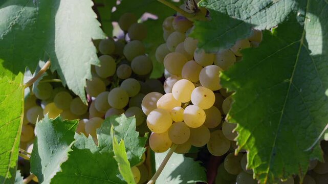 Primo piano di grappoli di uva bianca che maturano sulla vite in un vigneto soleggiato