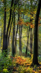 Obraz premium In a sunlit autumn forest, tall trees with golden and orange leaves tower, casting warm golden glows on fallen leaves. Lush green undergrowth adds depth and tranquility.