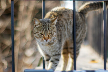 Tabby cat walking through a fence.