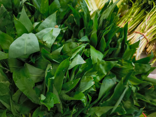 Fresh wild garlic leaves forming a vibrant green background at farmers Holesovice market in Prague, Czech republic