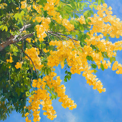 Golden Shower Tree (Cassia Fistula) Blooming on a Bright Summer Day