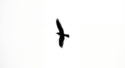 Fototapeta premium Bird silhouette in flight against white background