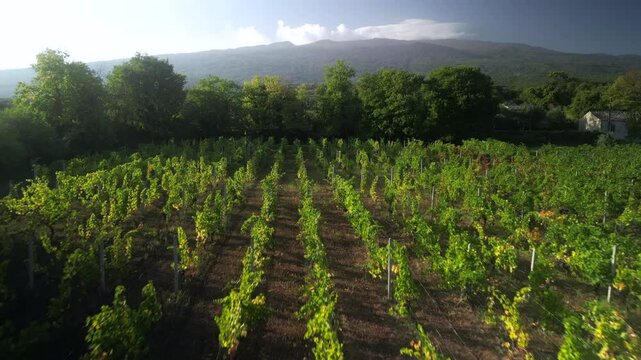 Vineyard  etna  landscape  scenic  agriculture  cultivation  mount  vi