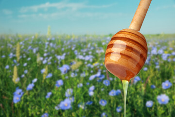 Honey dripping from dipper in field with blooming flowers, closeup
