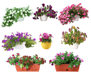 Beautiful potted flowers on white background, collage
