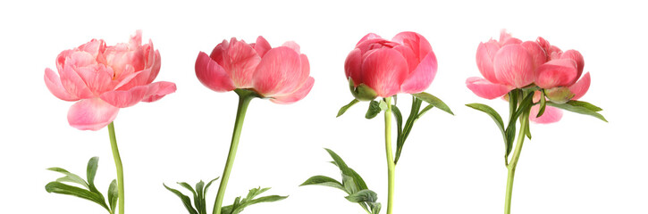 Obraz premium Beautiful peony flowers on white background, set