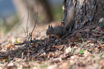 可愛いニホンリス