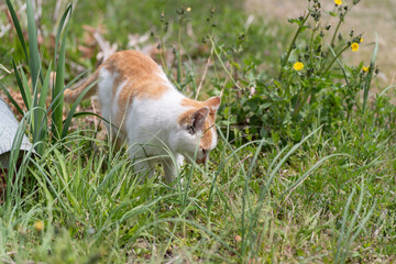 屋外を歩く可愛い野良猫	