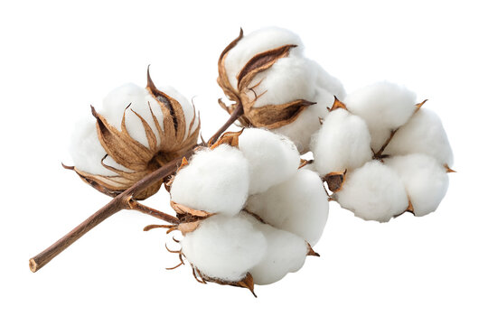 Fluffy cotton bolls isolated on transparent background