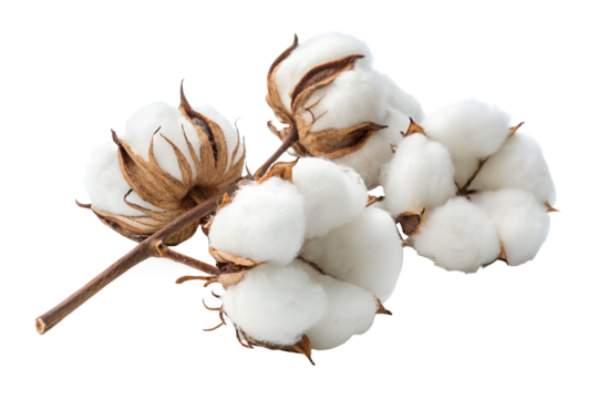 Fluffy cotton bolls isolated on transparent background