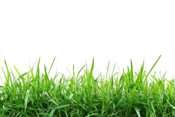 Fototapeta premium Fresh green grass border