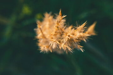 Growing Wheat Seen From Above
