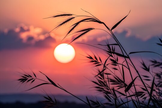 sunset in the evining