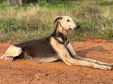Chippiparai Pariki Kanni