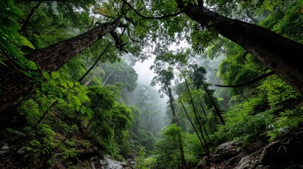 Obraz premium Within the massive canopy of a tropical forest, viewed from above and partly from below the treetops, layers of foliage extend endlessly in all directions. Light filters through the shafts, illuminati