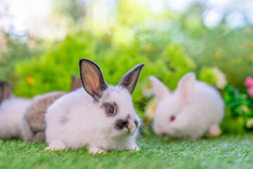 young adorable rabbit sitting on green nature,bunny easter concept