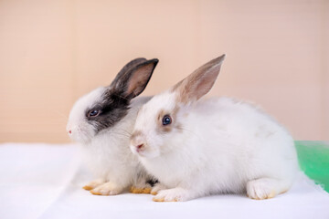 Obraz premium young white adorable rabbits on pink background