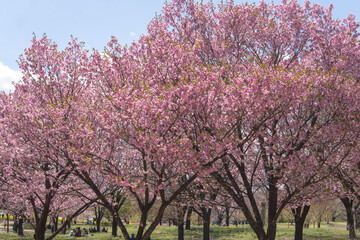 Fototapeta premium 日本：桜の下に花見客がいる風景【赤城南面千本桜】群馬県前橋市