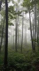 Fototapeta premium Misty forest scene in a dense woodland.