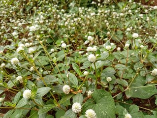 A close-up photo of white wildflowers of Gomphrena celosioides, showing two small round blooms in sharp focus with a natural blurred background.