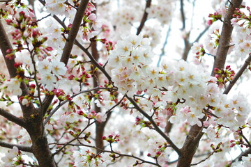 上水橋周辺の桜の風景15
