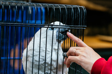 White cockatoo interacting with customer in hong kong bird market