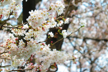 上水橋周辺の桜の風景12