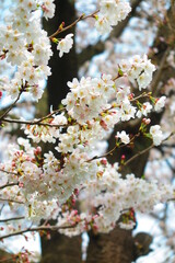 上水橋周辺の桜の風景11