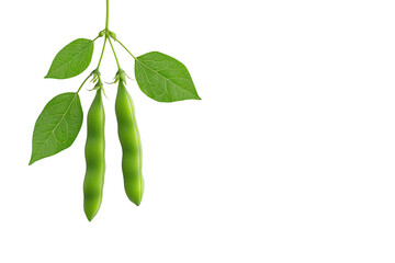 A cluster of green pea pods hangs from a slender stem, accompanied by vibrant green leaves.