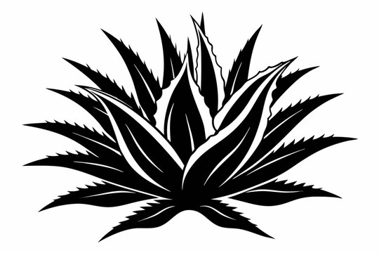 black agave plant on white background clip art preview