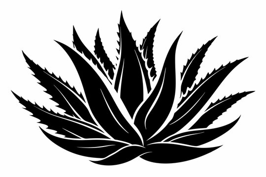 black aloe vera plant on white background clip art preview