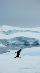 Penguin Walking on Iceberg in Antarctic Landscape