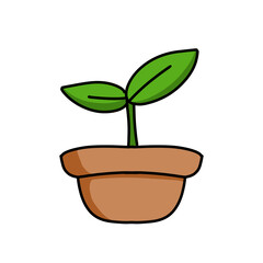 plant in a pot