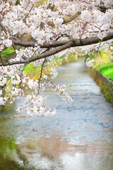上水橋周辺の桜の風景7