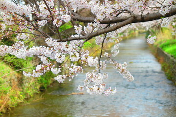 上水橋周辺の桜の風景5