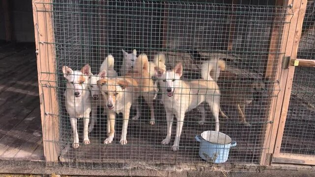 Group of stray dogs in a cage at an animal shelter. Stray dogs in an iron cage. Poor and hungry street dogs.