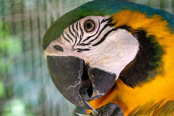 ルリコンゴウインコのアップ