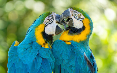 仲睦まじいルリコンゴウインコ
