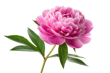 Beautiful Pink Peony Flower with Green Leaves on White Background