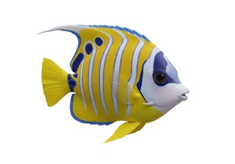 Naklejka premium Yellow angelfish stock image, isolated on white background