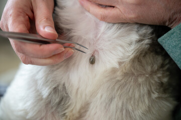tweezers removing blood-soaked tick from dog fur, dangerous parasites in pets can cause infections