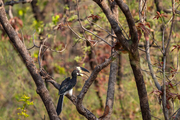 Malabar pied hornbill or lesser pied hornbill or Anthracoceros coronatus at bandhavgarh national park forest madhya pradesh india perched on tree in summer season and natural scenic green background