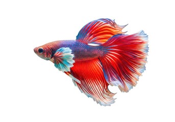 Fototapeta premium Beautiful betta fish isolated on white background