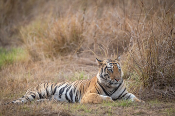 Indian wild royal bengal male tiger or panthera tigris fine art portrait or closeup sitting in open during evening jungle safari drive at bandhavgarh national park tiger reserve madhya pradesh india
