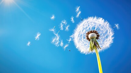 Dandelion with seeds blowing away in the blue sky