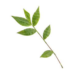 Fresh green wild oplismenus hirtellus or basket grass leaves branch isolated on transparent background	