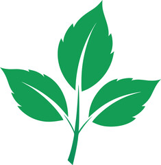 green leaf isolated on white background