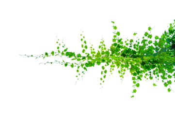 vine frame leaf vine circle Isolate on transparent background PNG file